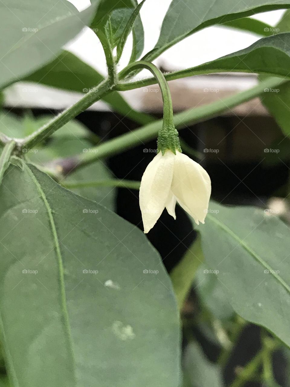 peper flower