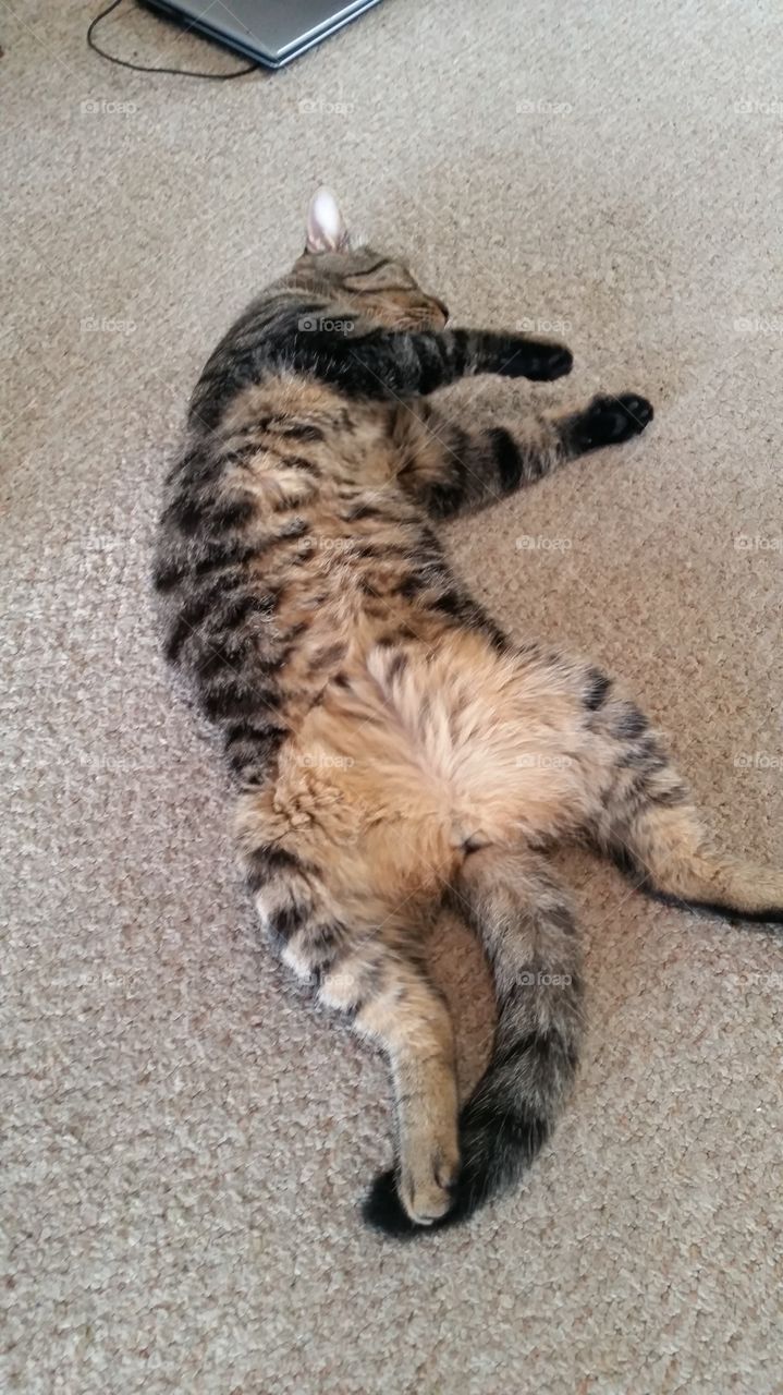 My very relaxed cat Bandit.