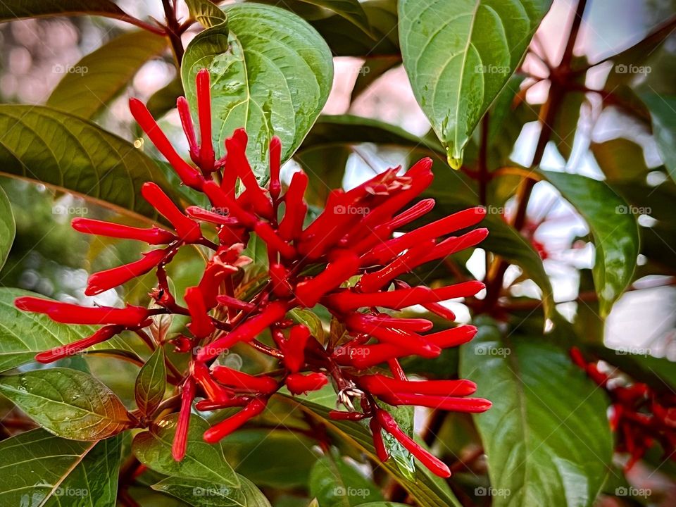Red fire bush a favorite with pollinators.