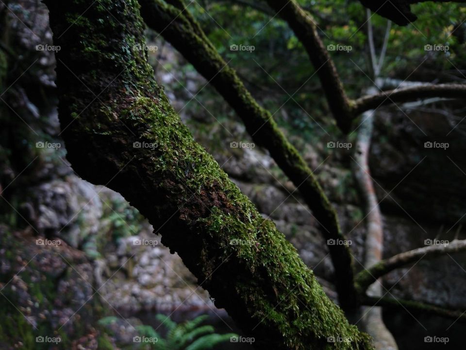 Green moss on the trees