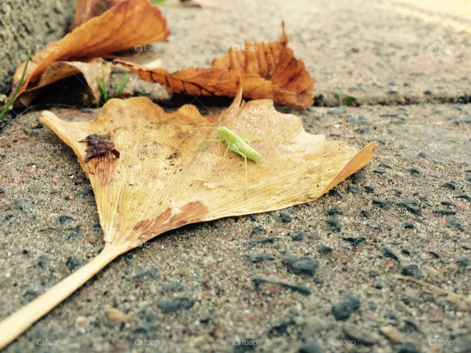 No Person, Nature, Wood, Ground, Leaf