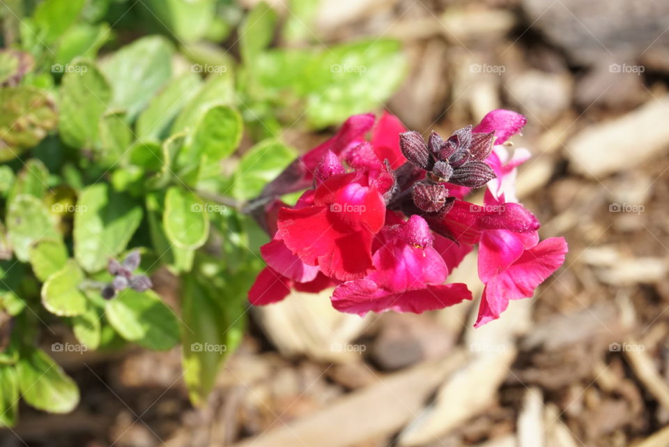 Bellflower
Spring
California Flowers