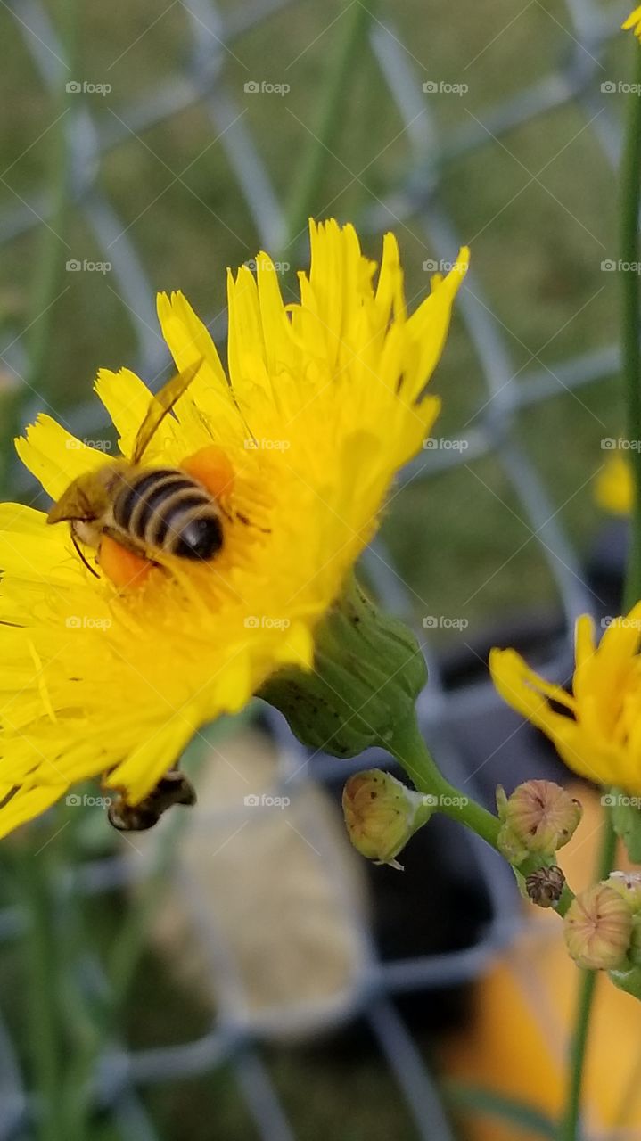 Honey bee with pollen sacks