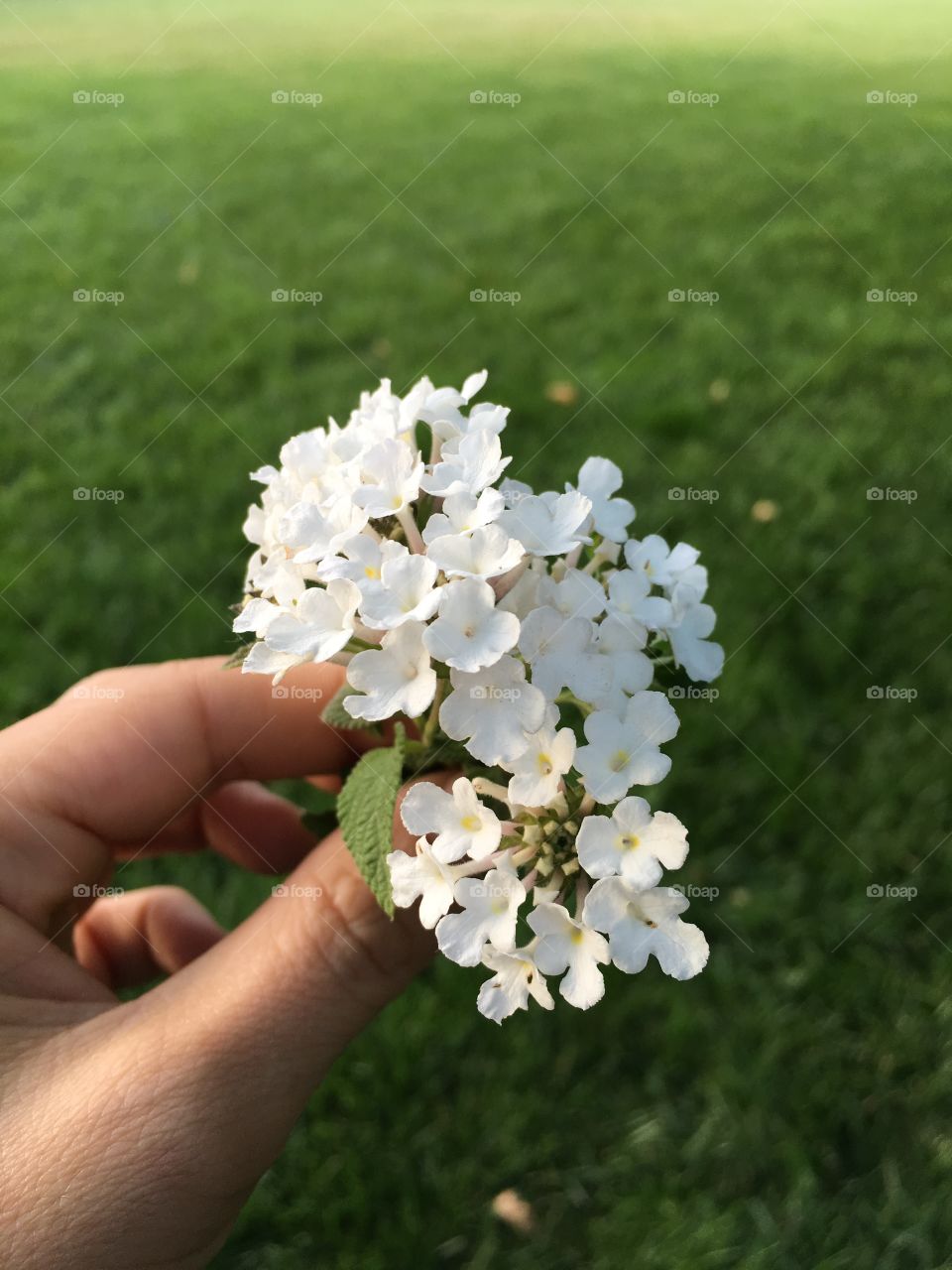 Holding flowers