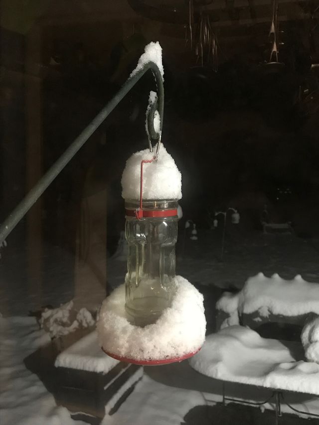 Bird feeder