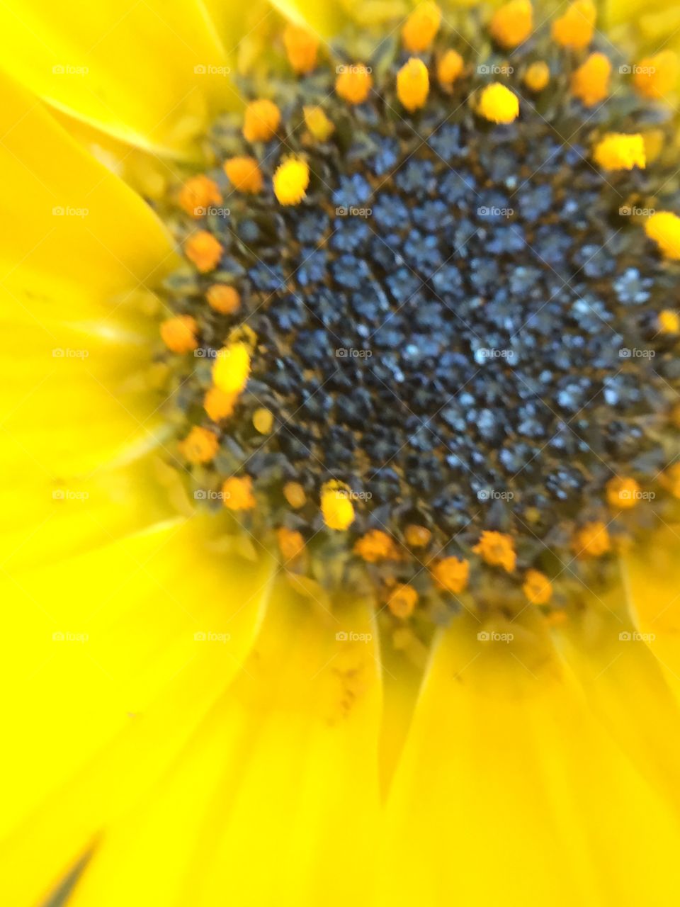 Closeup of yellow flower