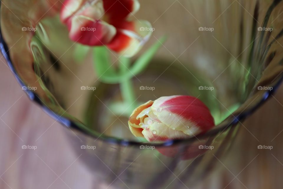 Waterdrops on the tulips