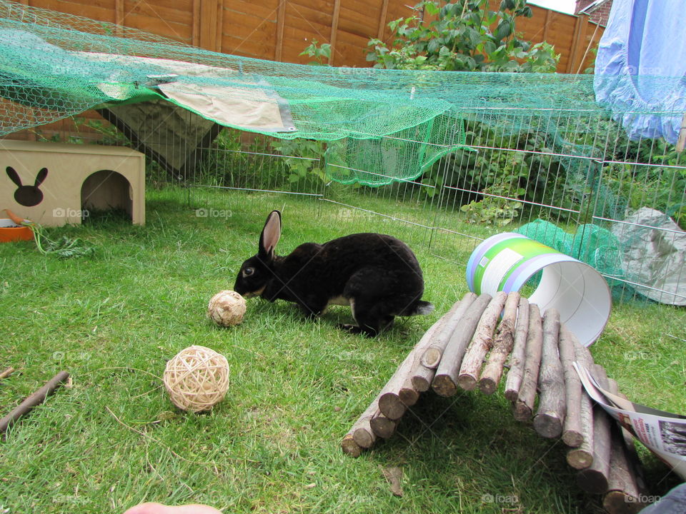 my gorgeous rabbit playing