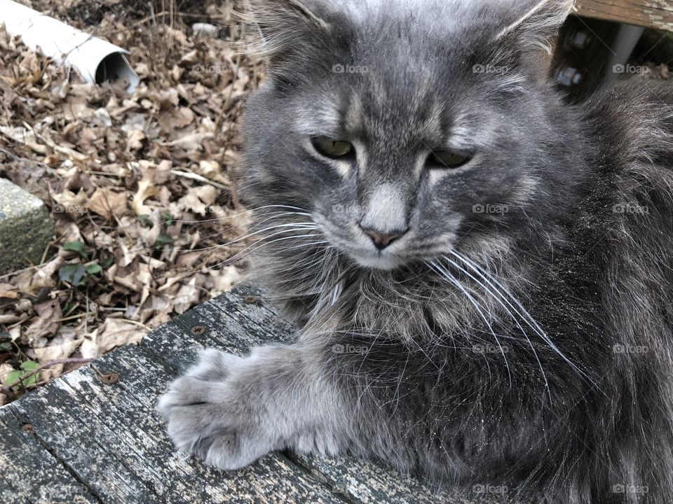 Cute gray kitty doing kitty things