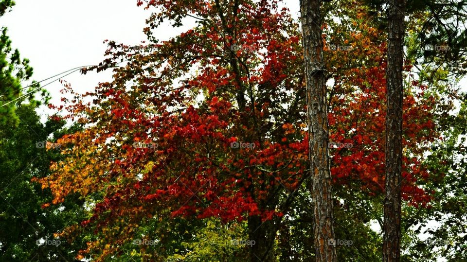 Fall in the Florida Panhandle