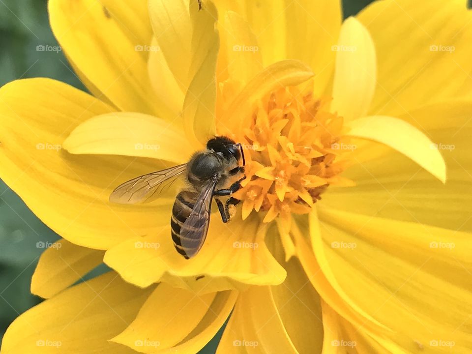 When flower is blooming where should the bee being. Happy Summer!