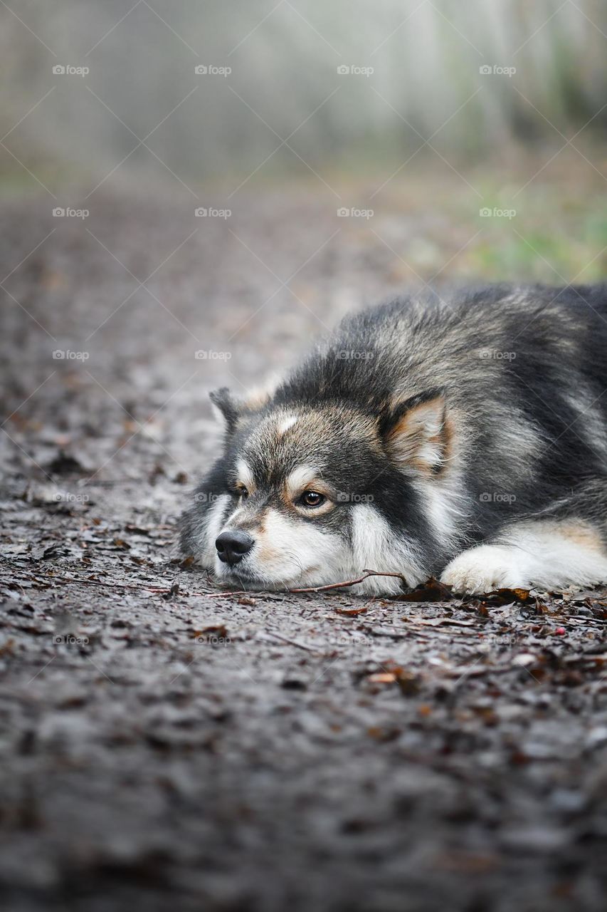 Portrait of a young Finnish Lapphund dog lying down outdoors 