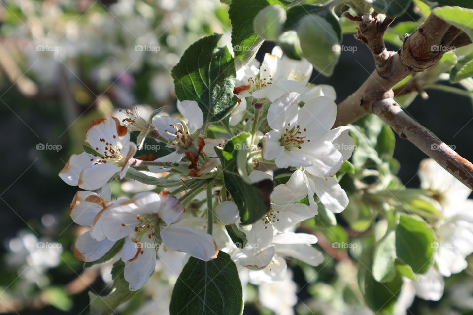 Apple tree 