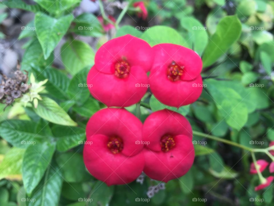 Exotic flowers