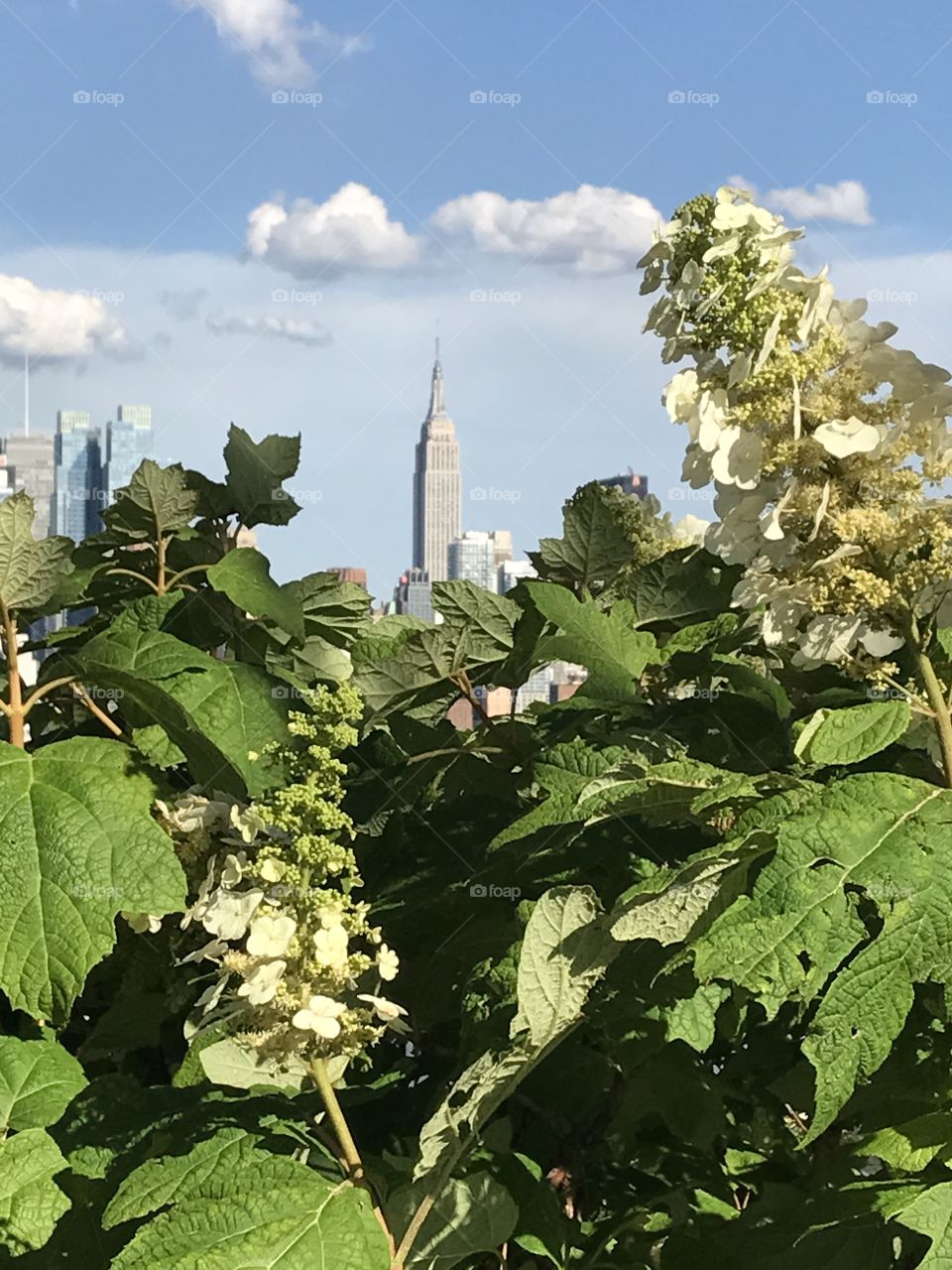 Flora, Leaf, Agriculture, Nature, Tree