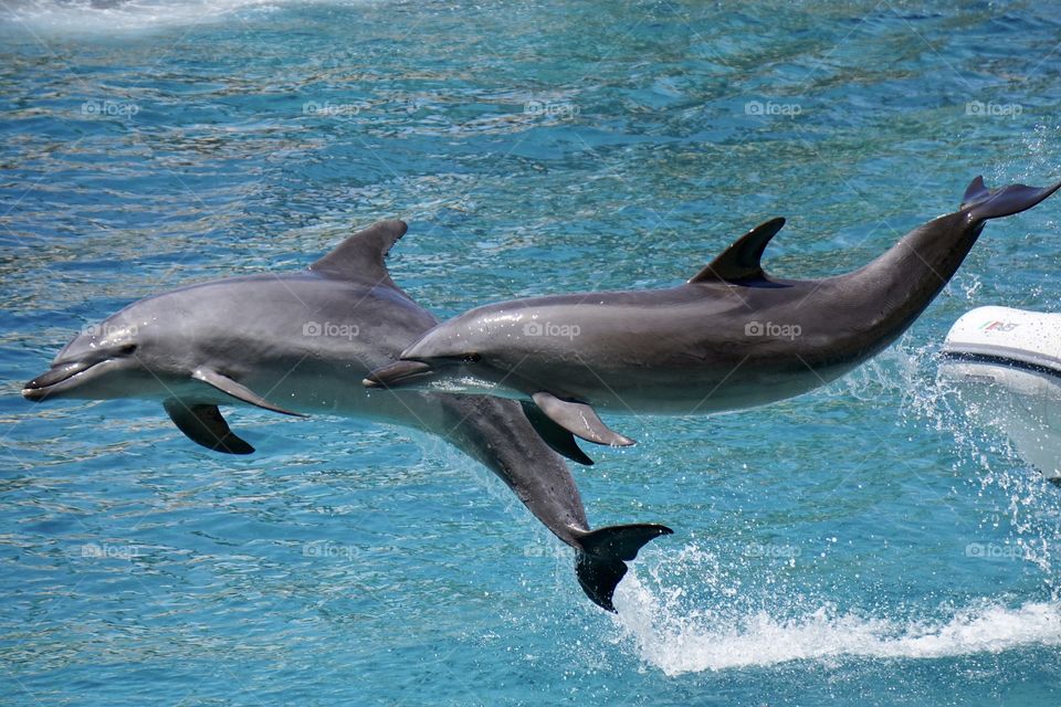 Bottlenose dolphins leaping