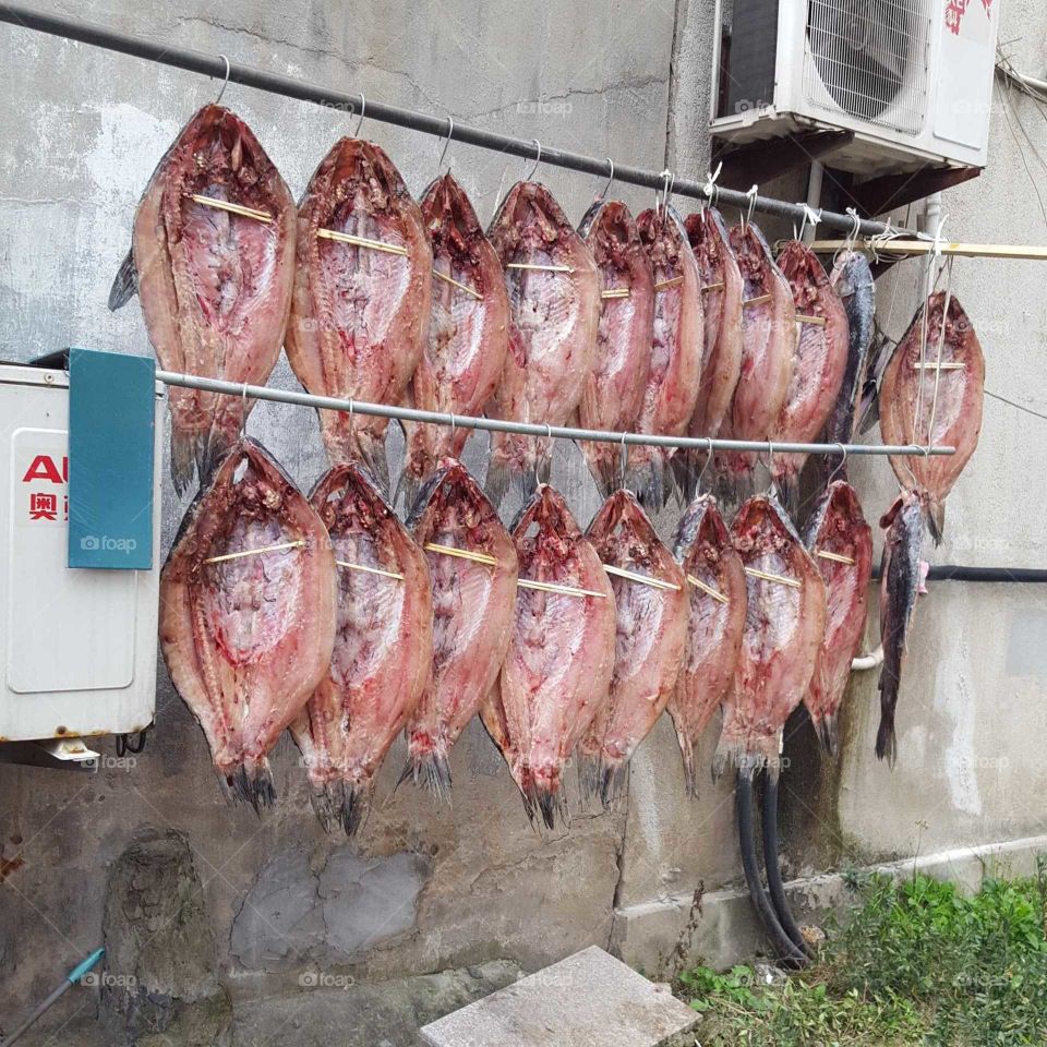 Fish in China
