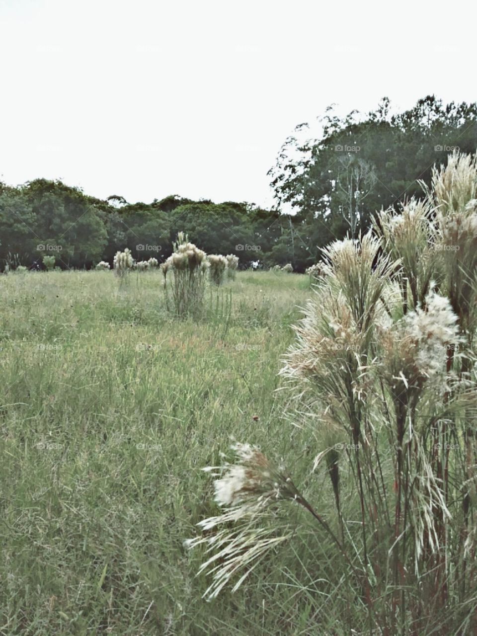 Tufos de maciez e leveza.