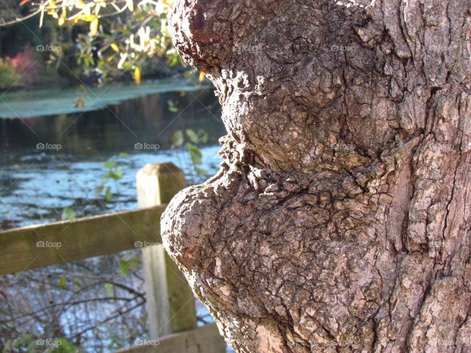 A Tree With Personality