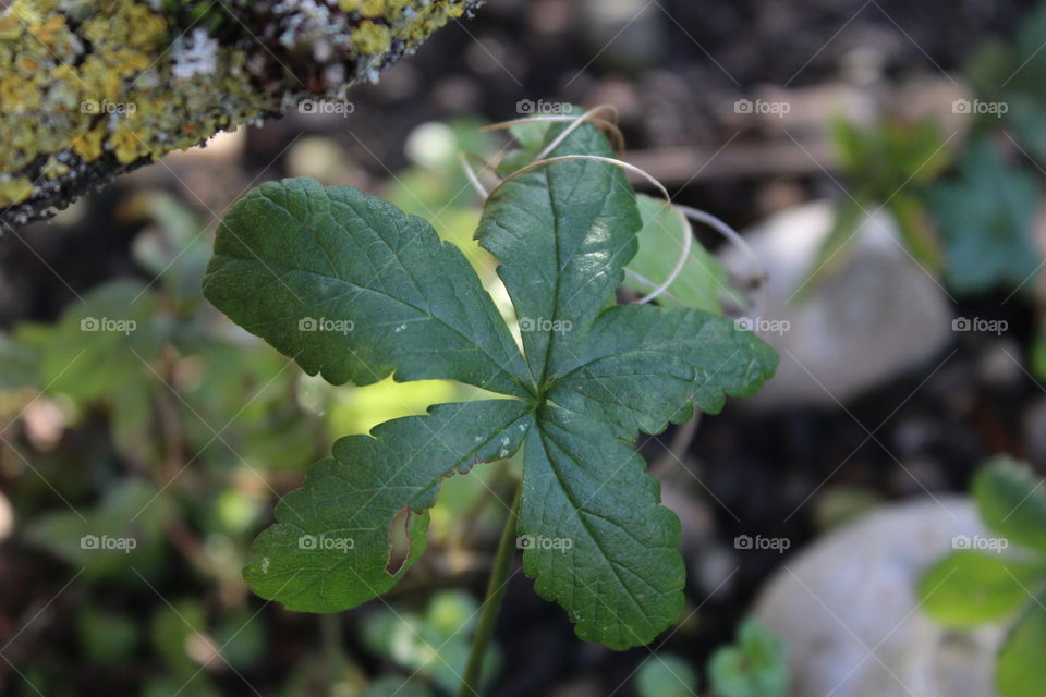 Green Plant