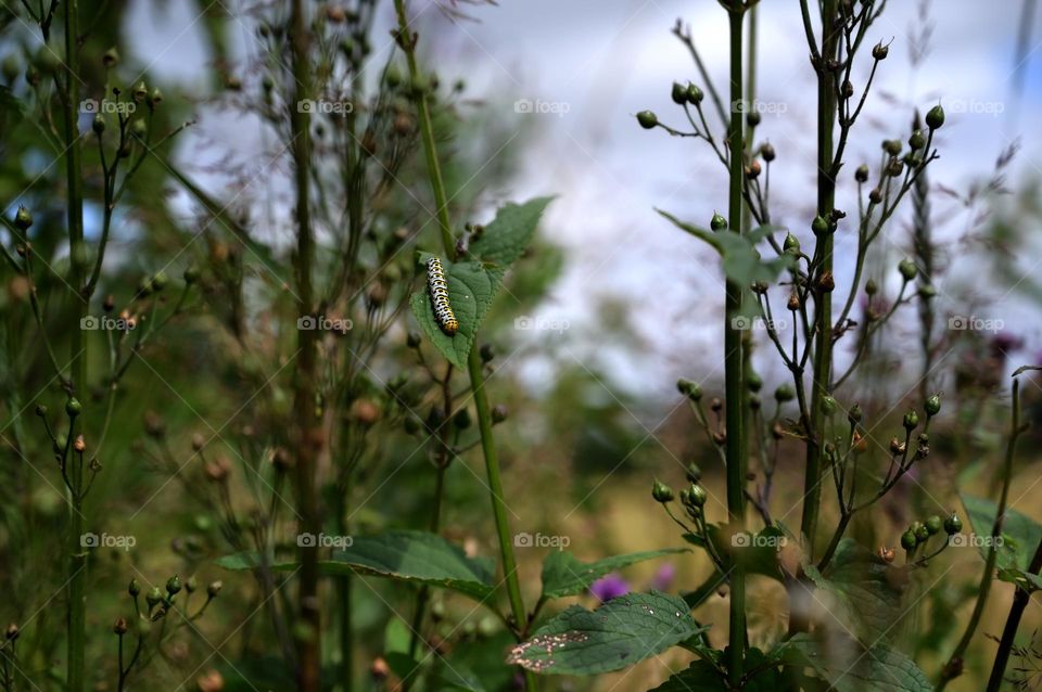 caterpillar in summer nature