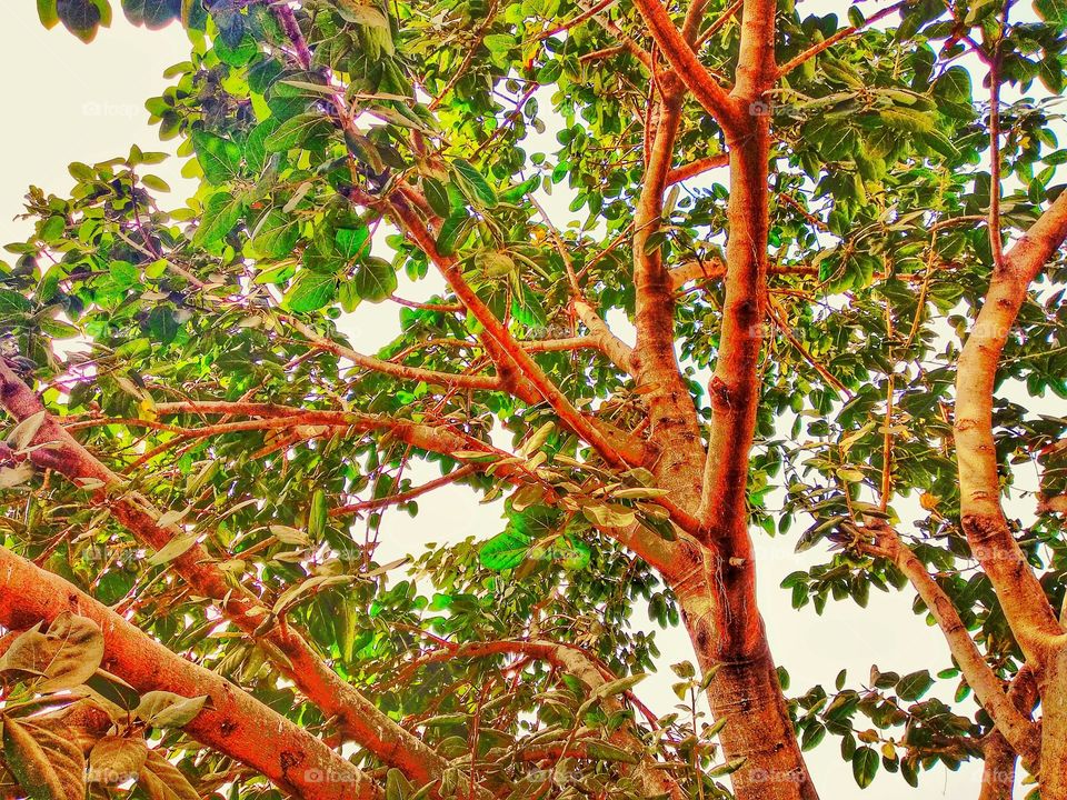 this is a tree.this tree is most useful tree in our Bangladesh.