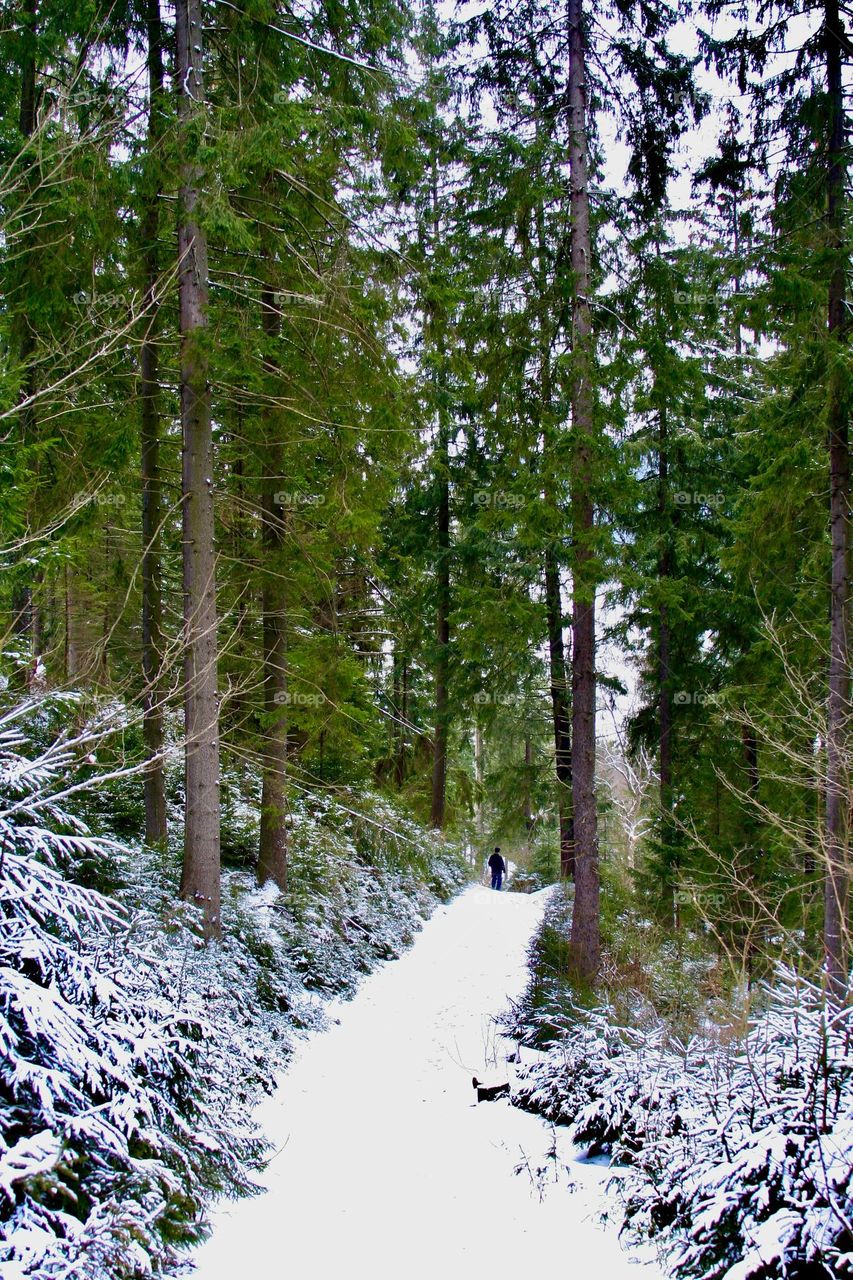 На фотографии изображен зимний лес. Вдалеке по тропе идет одинокий человек, его фигура едва различима в туманной дали, создавая ощущение уединения и спокойствия.