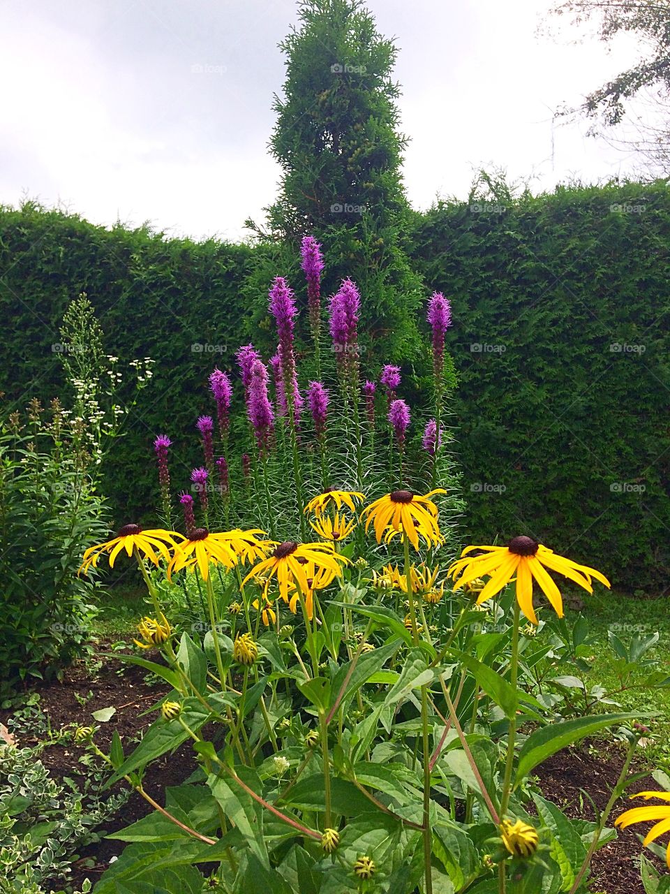 Flowerbed of Blackeyed Susan , Liatris and perrennials 