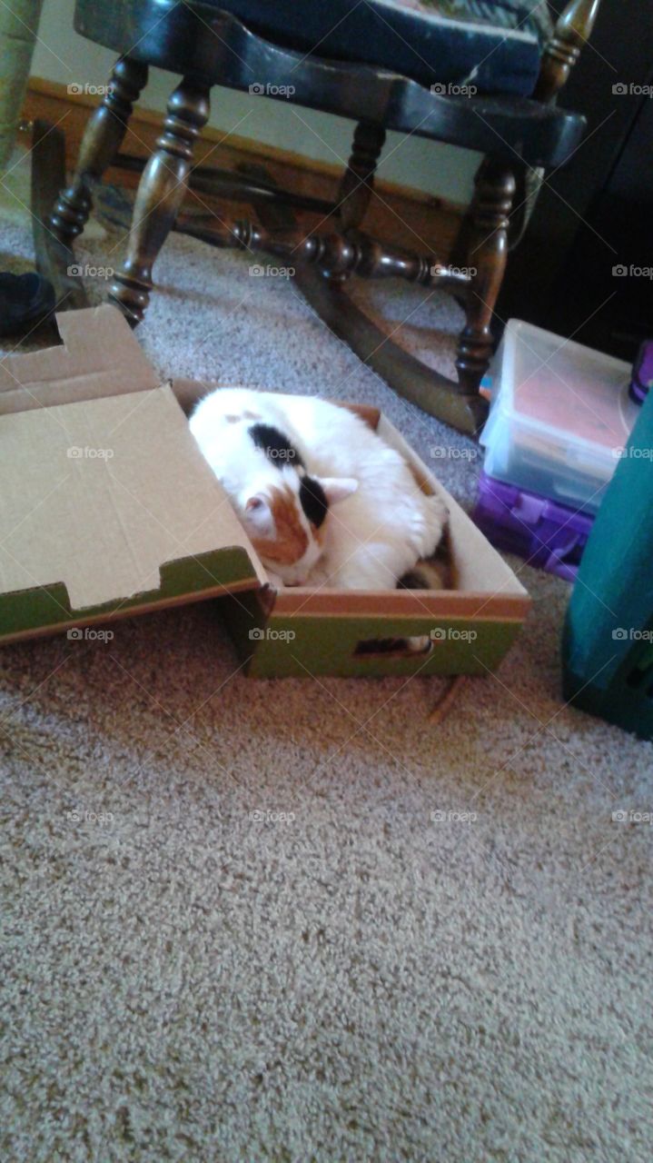 Sleeping Kitty in Box