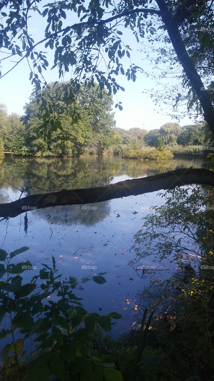 Tree, Landscape, Water, No Person, Wood
