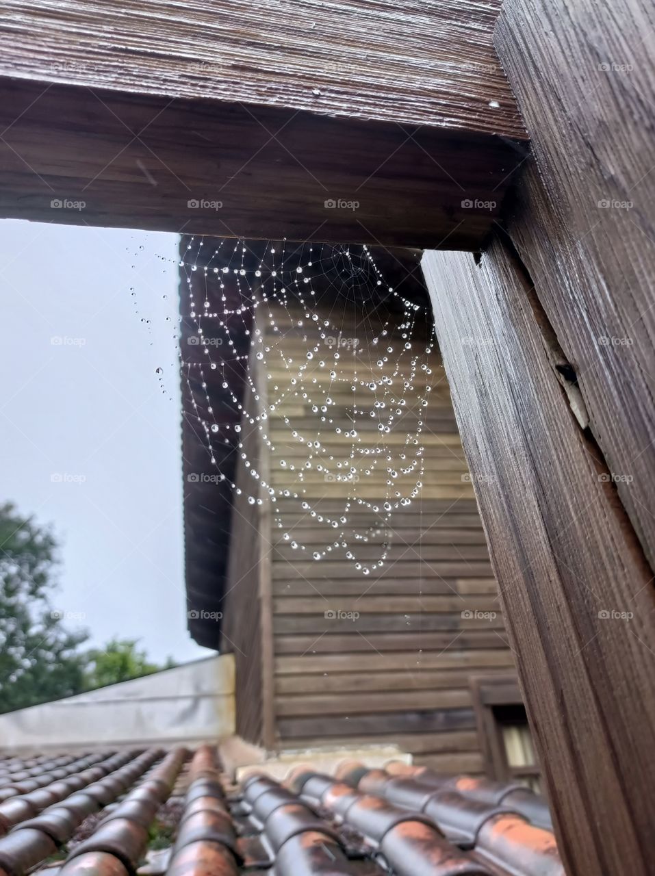 Spider cobweb with raindrops