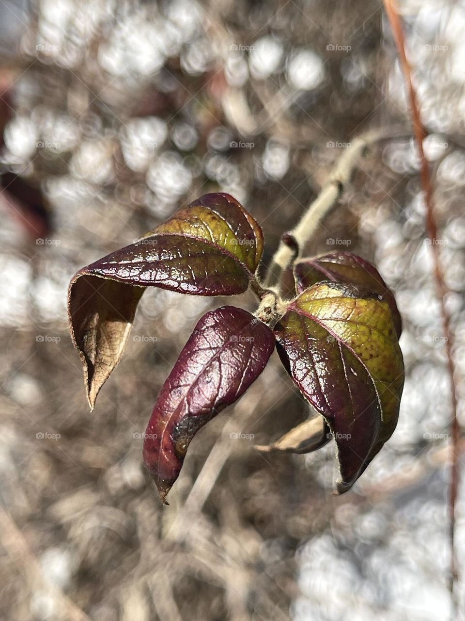 Beautiful colors full spring 