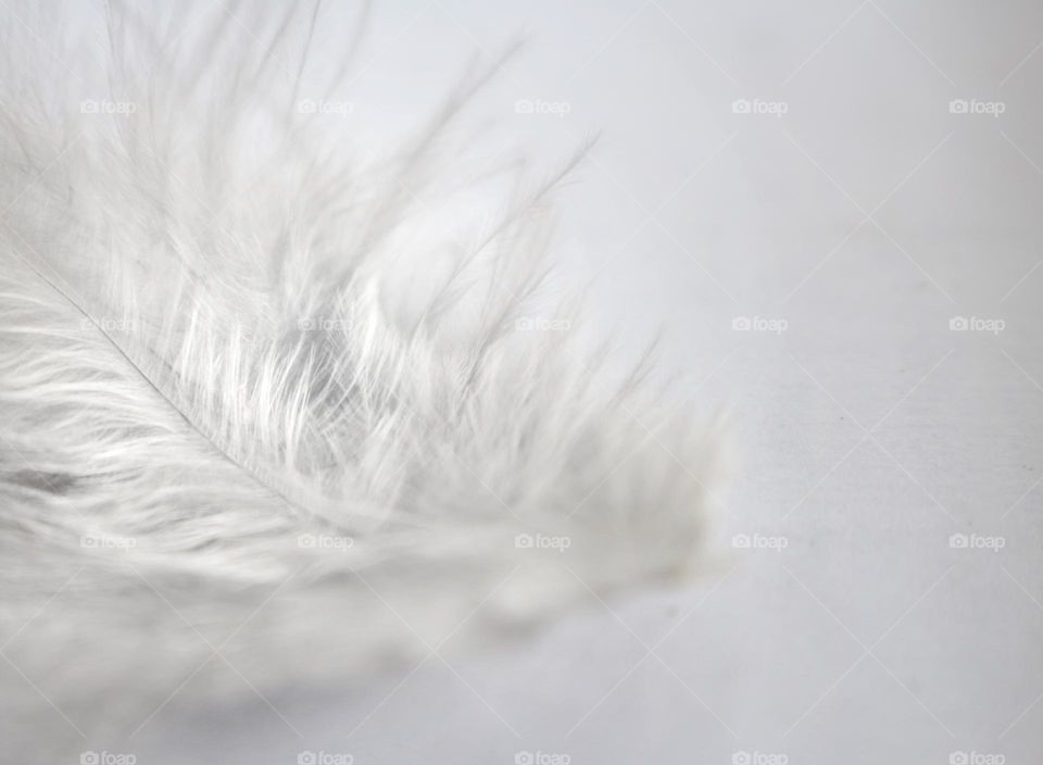 White chicken feather.