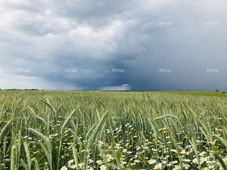 Grey storm clouds over field of green wheat in summer