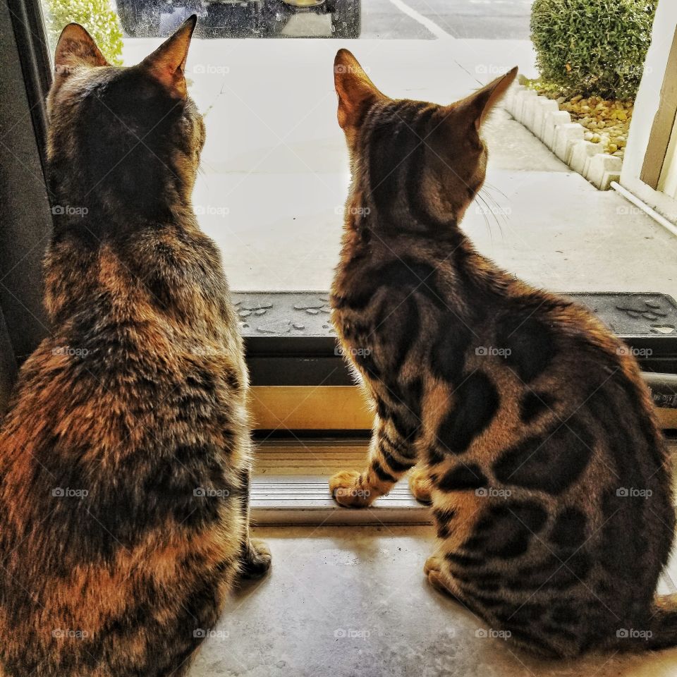 The Tortie and the Bengal