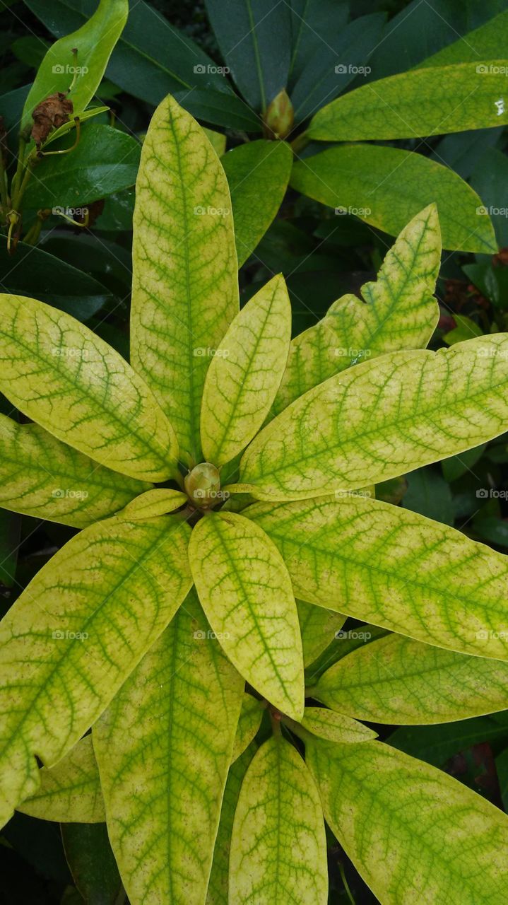 Leaf, Nature, Flora, No Person, Growth