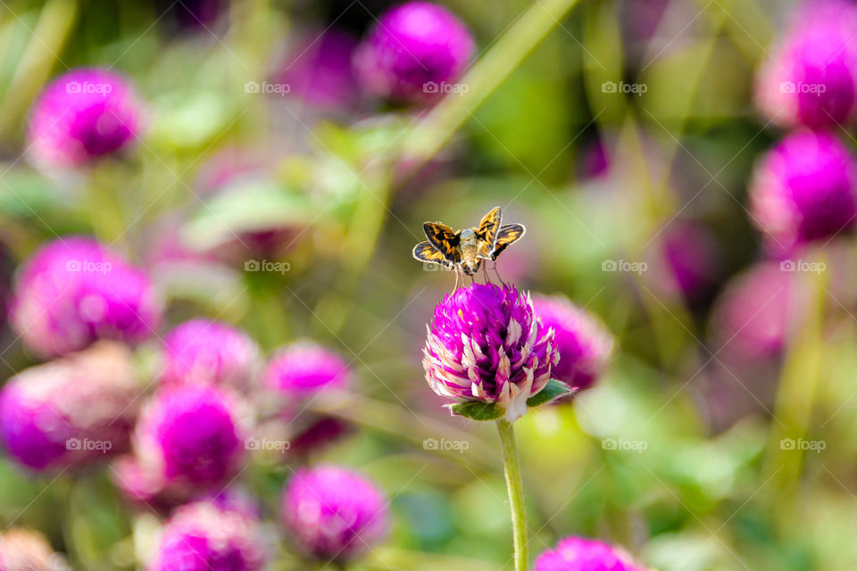 Close-up of insect on flower