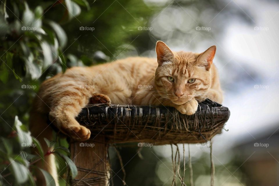 Beautiful and cute cat