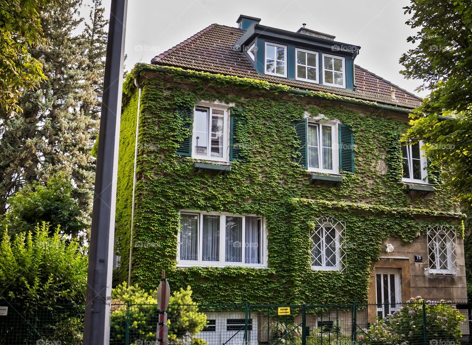 Mansion covered in leaves 