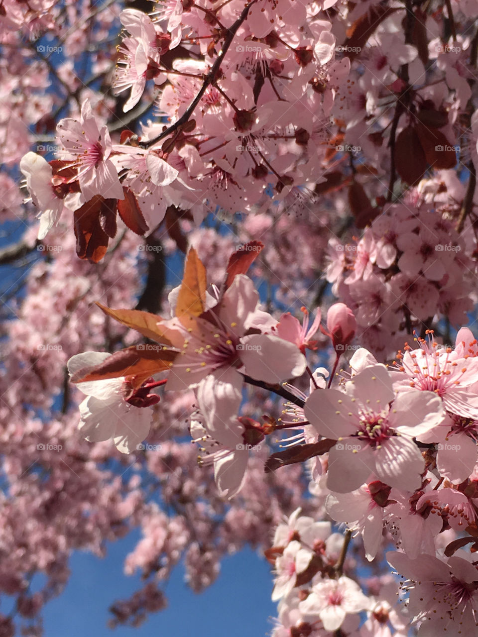 Spring blossoms 