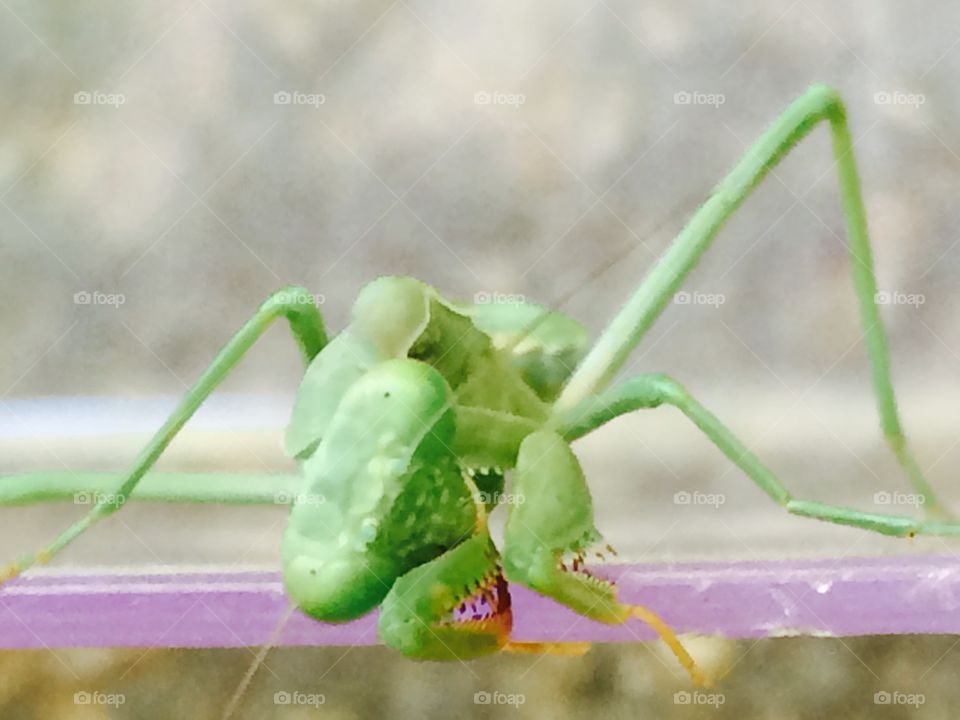 Praying mantis