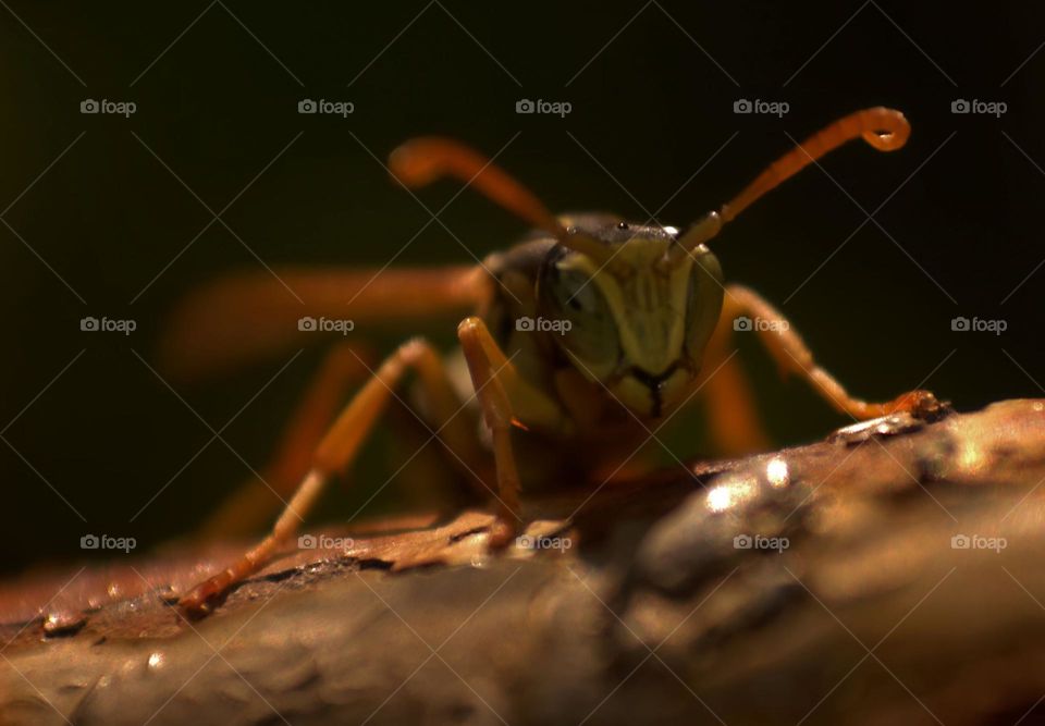 Beautiful,yet deadly,the perfect description for a wasp.