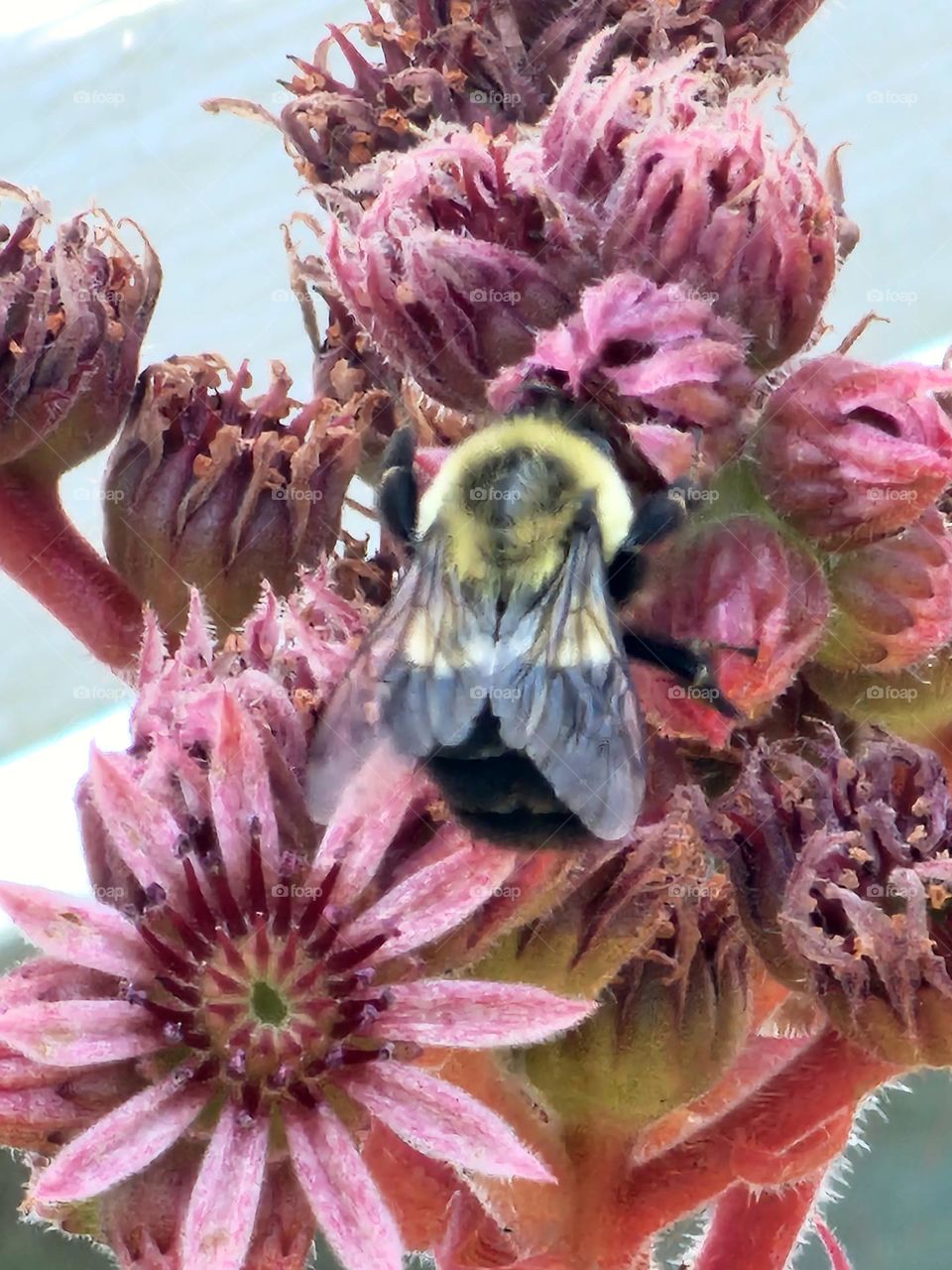 Bee on Flower