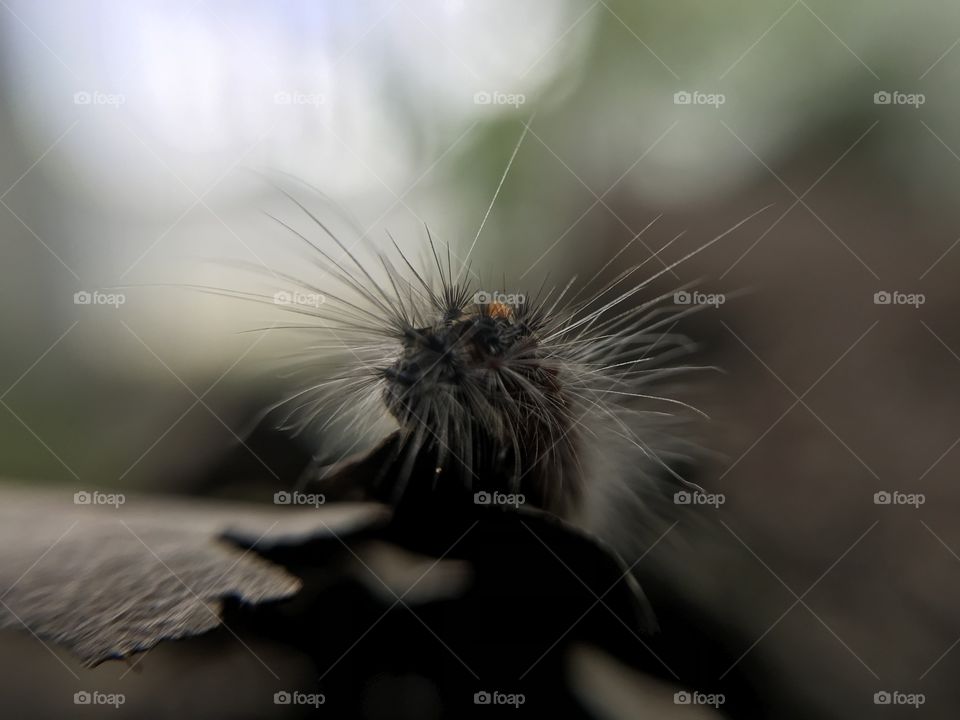 Little caterpillar | Photo with iPhone 7 + Macro lens.