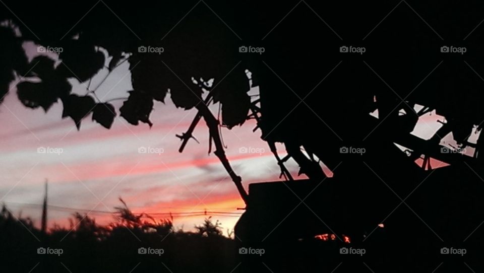 sunset through the grapevines