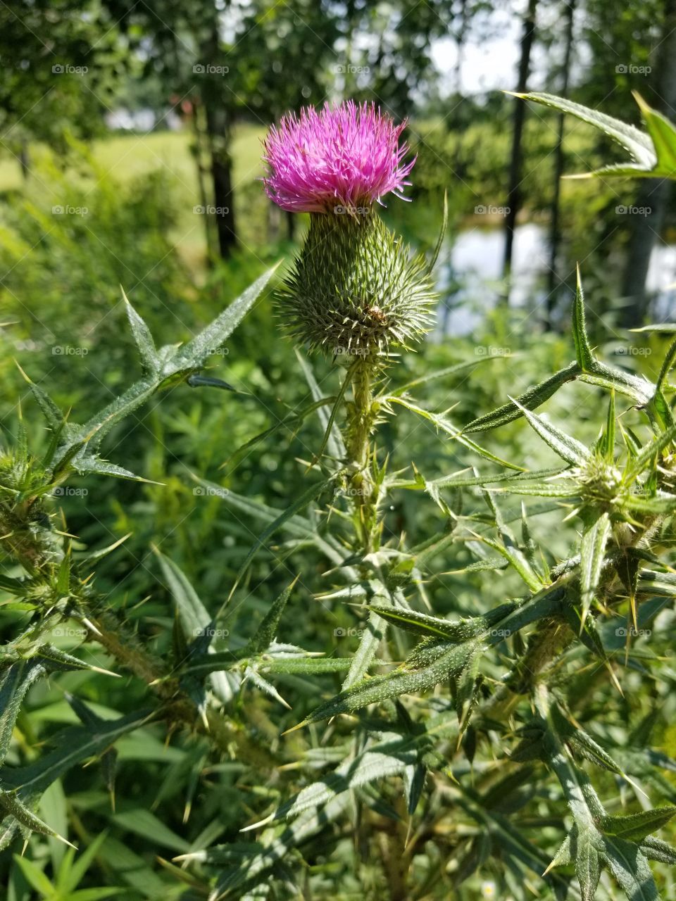 a thistle in the woods in Wisconsin