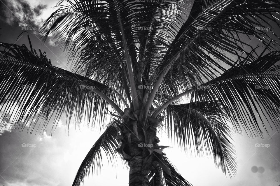 beach nature palm sun by resnikoffdavid