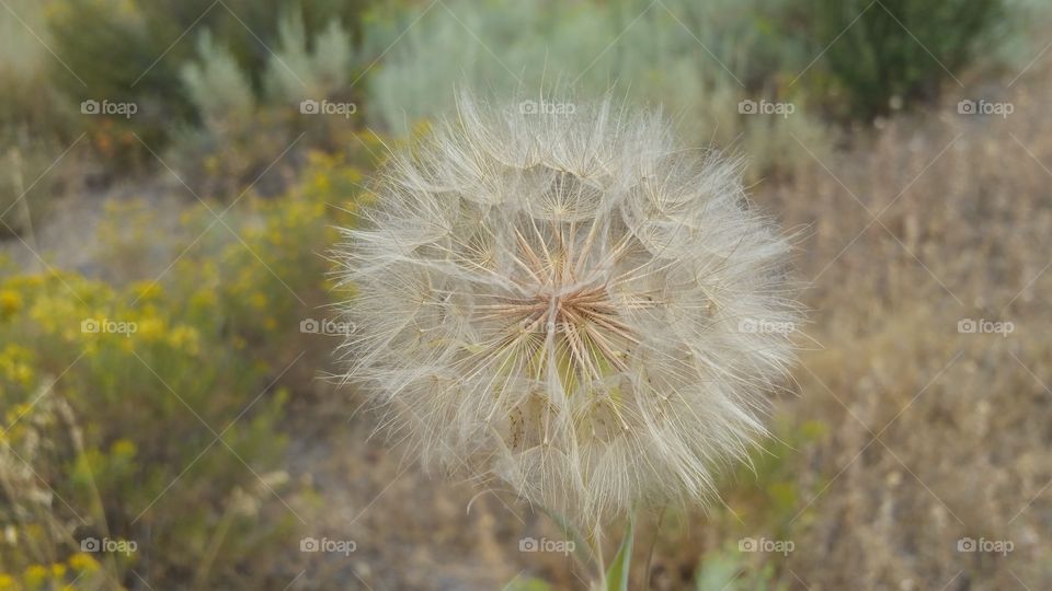 Dandelion, Flower, Nature, Flora, Grass