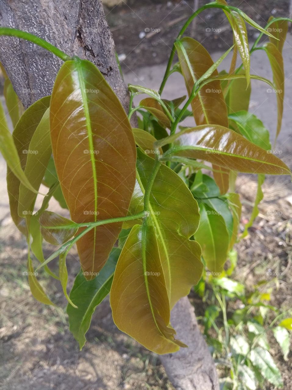 growing leaves shurb small size looks very beautiful generally found everywhere seasonal