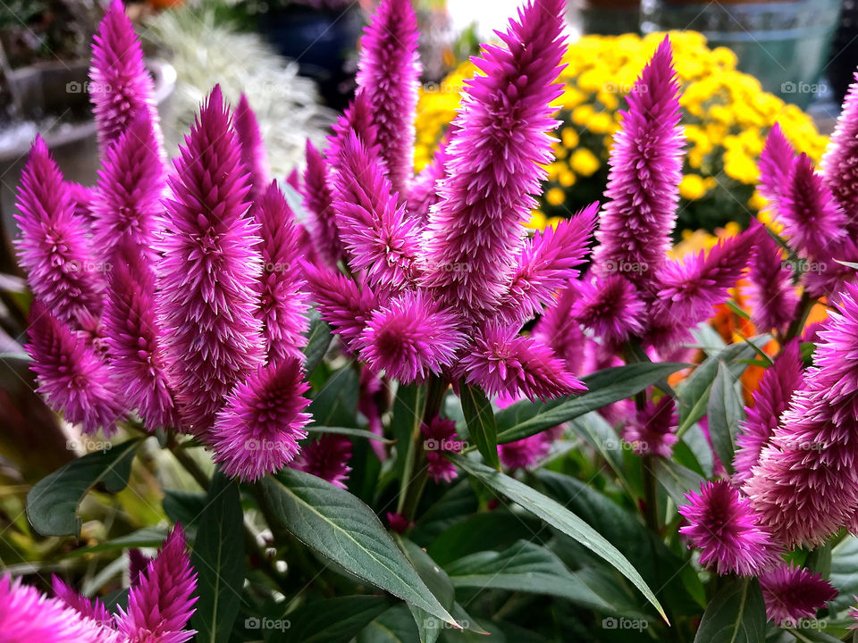 Purple feathery flowers